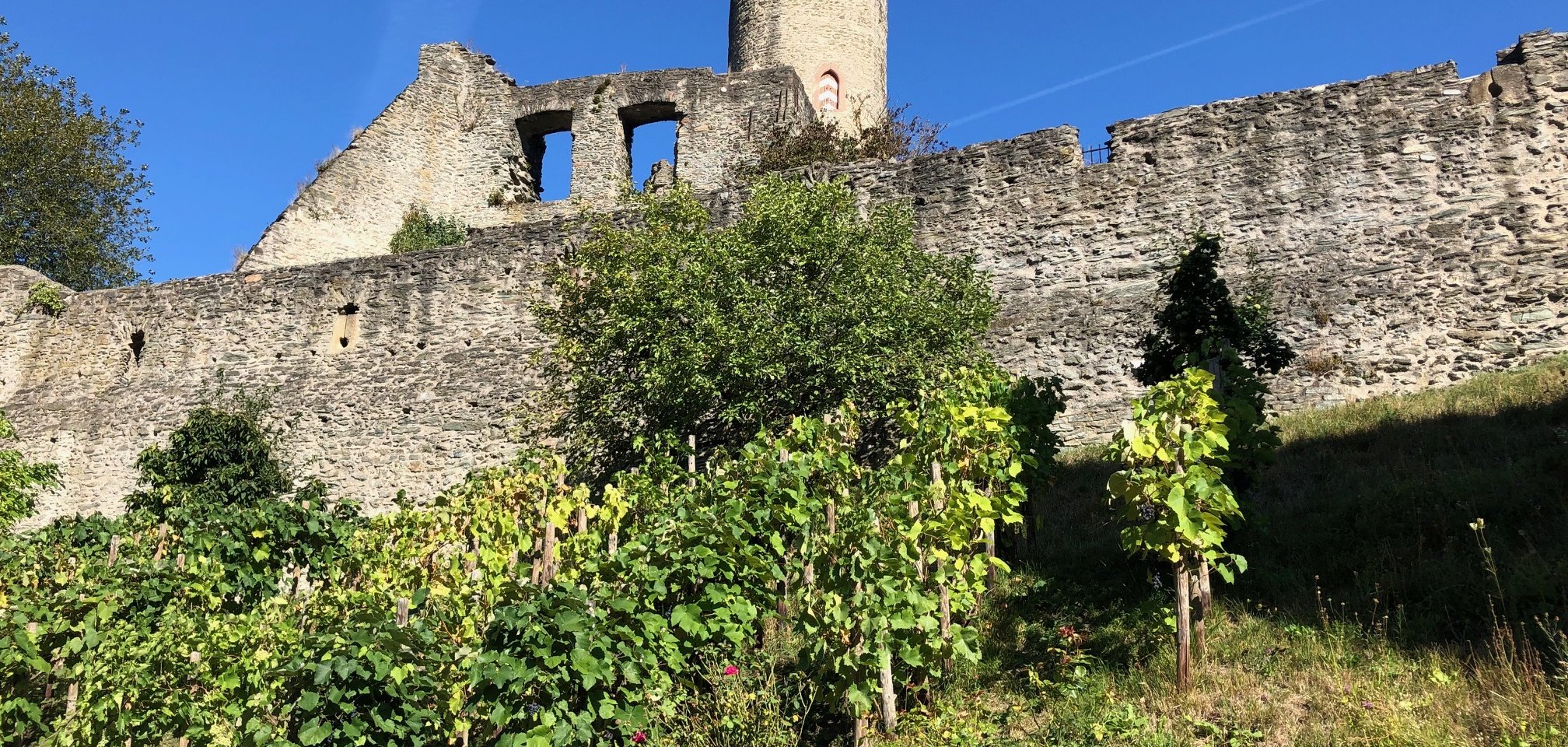 Wingert im Südzwinger