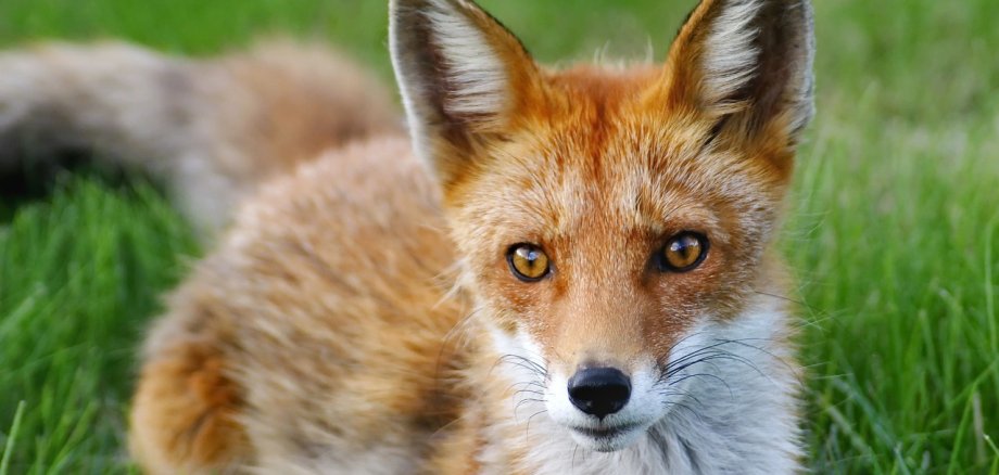 Fuchs