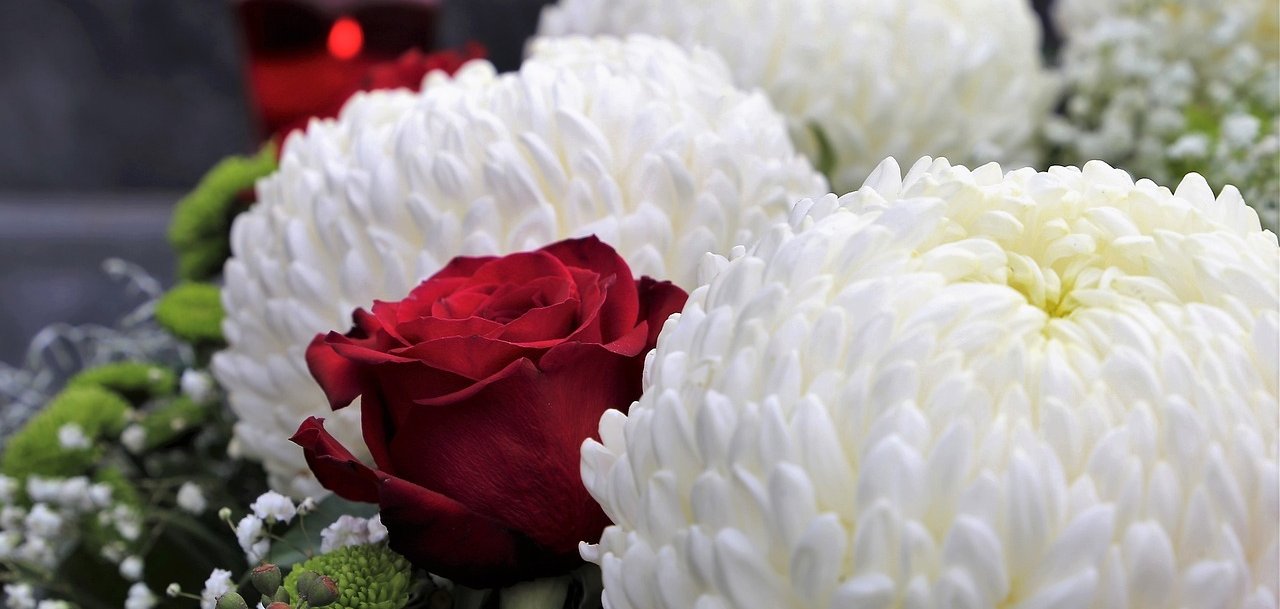 Blumen, rote Rose und weiße Chrysantheme