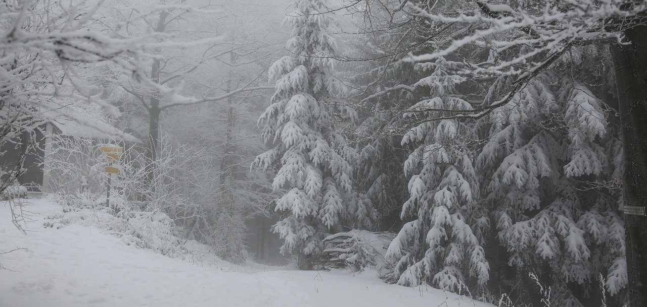 Wald Winterlandschaft