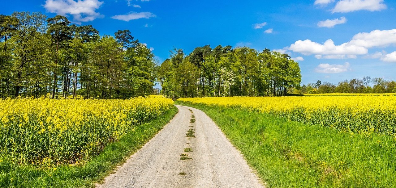 Feldweg mit Rapsfeldern links und rechts