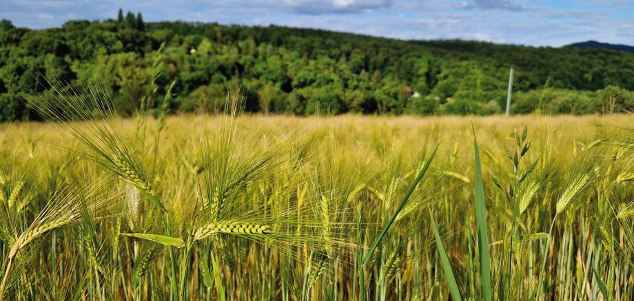 Feld