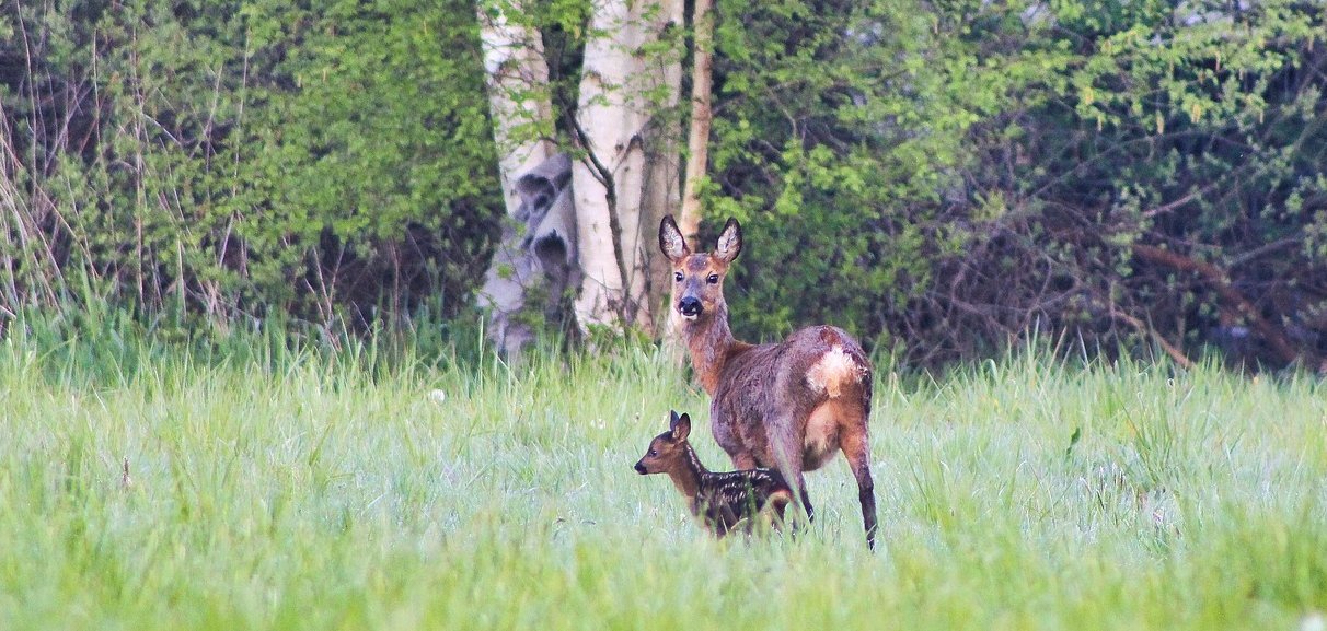 Reh mit Rehkitz auf der Wiese